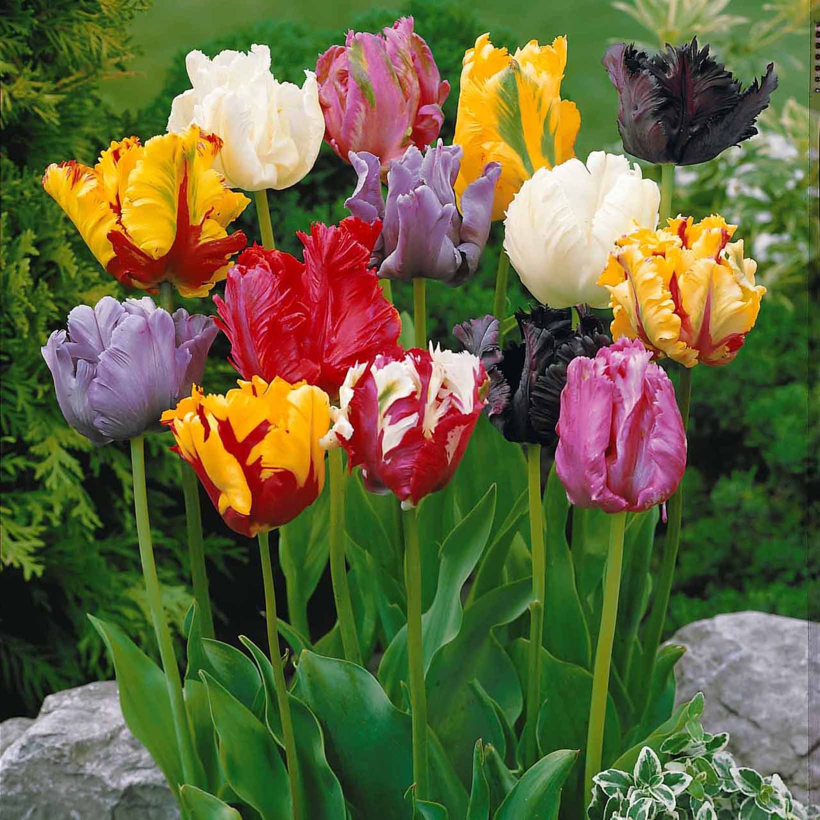 tulpenzwiebeln nach der blüte aufbewahren Blumenzwiebeln Tulpen-Kollektion 3 Monate Blüte (x60) - Tulipa