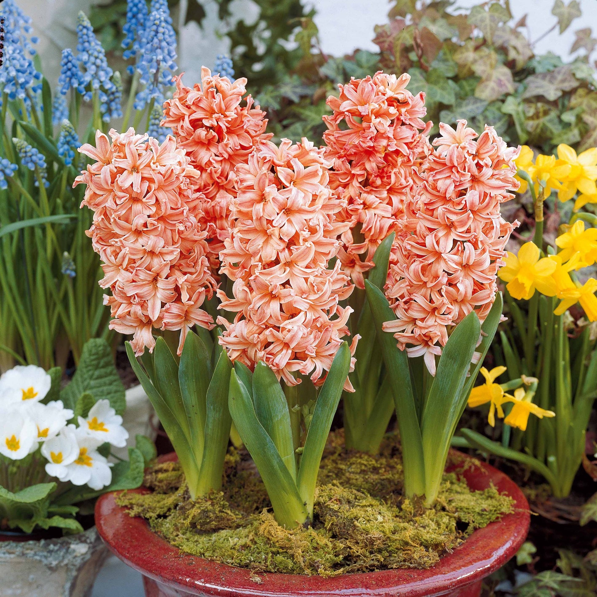 Hyazinthen Kollektion: 'Gipsy Queen' + 'Woodstock' + 'City of Haarlem' (x9) - Hyacinthus 'Woodstock', 'Gipsy Queen', 'City of Haarlem' - Bakker
