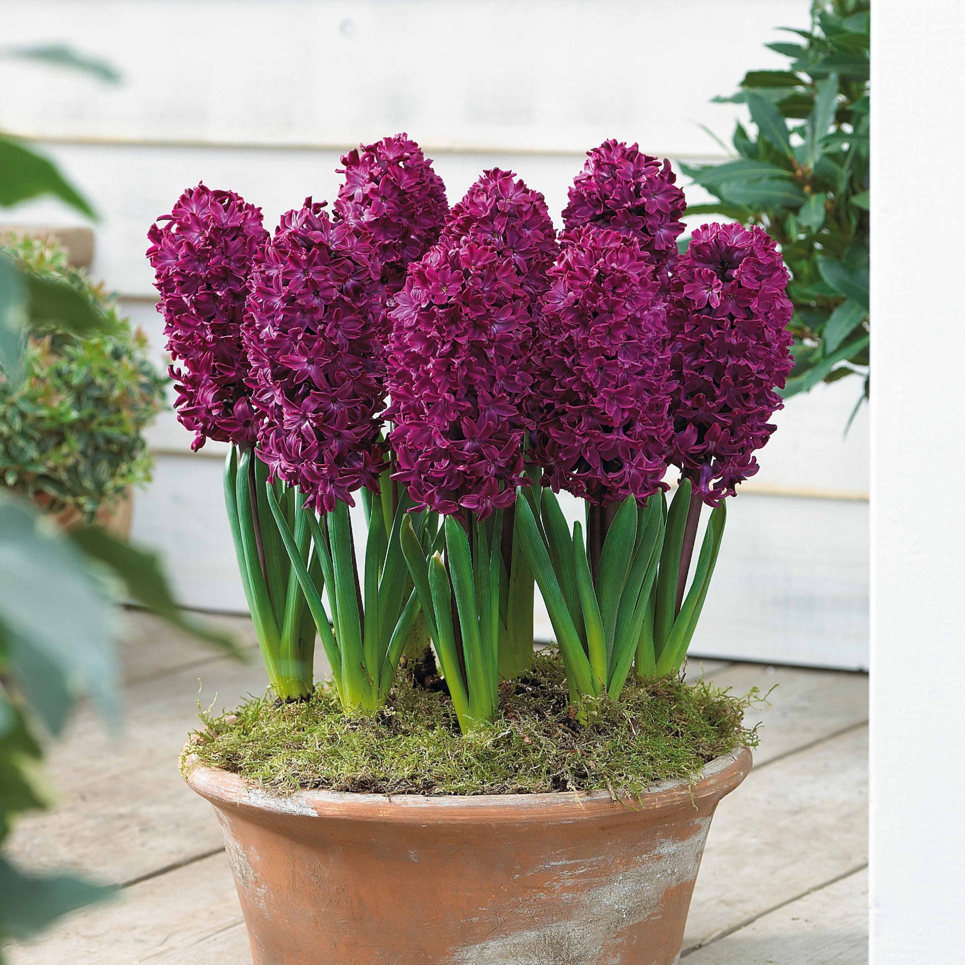 Hyacinthus 'Woodstock', 'Gipsy Queen', 'City of Haarlem' - Hyazinthen Kollektion: 'Gipsy Queen' + 'Woodstock' + 'City of Haarlem' (x9) - Hyazinthen-Zwiebeln