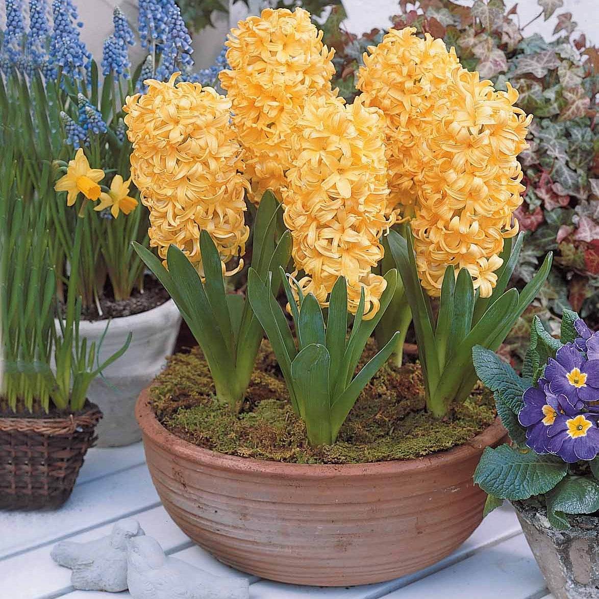 Hyazinthen-Zwiebeln - Hyazinthen Kollektion: 'Gipsy Queen' + 'Woodstock' + 'City of Haarlem' (x9) - Hyacinthus 'Woodstock', 'Gipsy Queen', 'City of Haarlem'