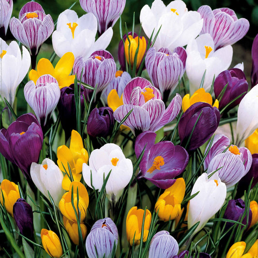 Großblumige Krokusse Mischung - Bakker