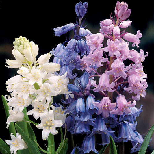 Spanische Glocken Scilla Mischung (x5) - Bakker