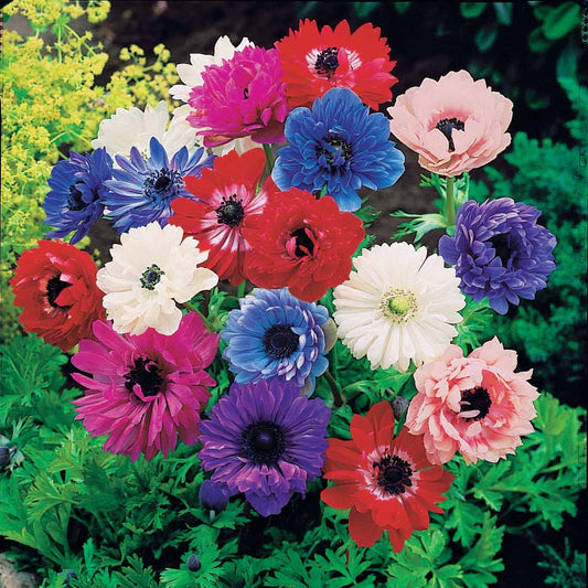 Gefüllte  Gartenanemonen Mischung (x30) - Bakker