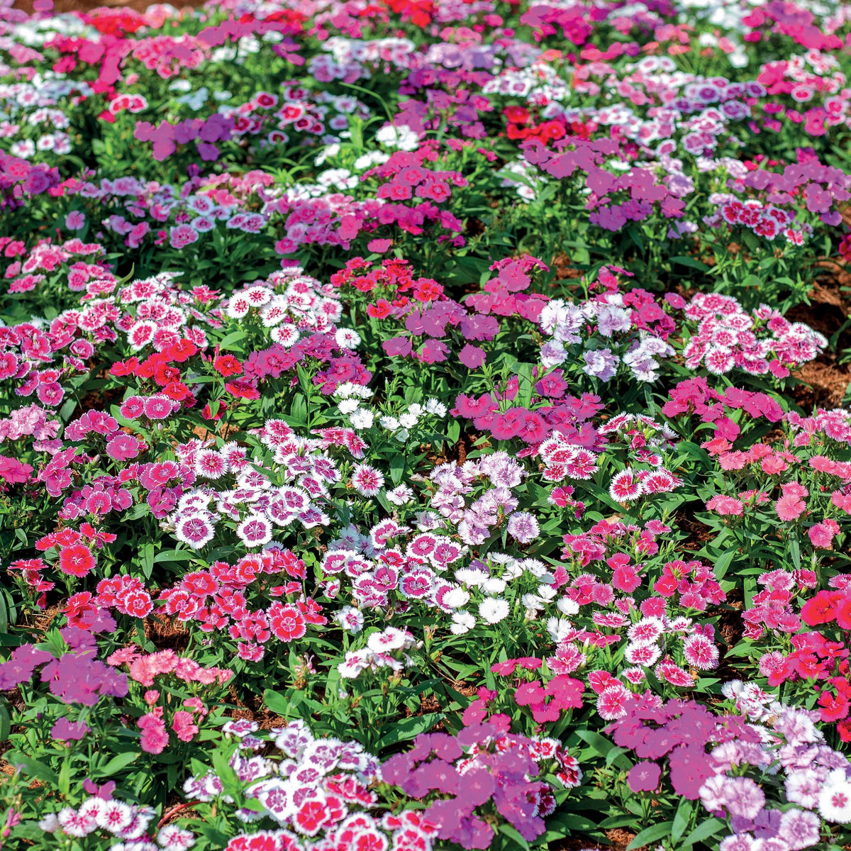 Poetennelken in einer Mischung (x3) - Dianthus barbatus - Bakker
