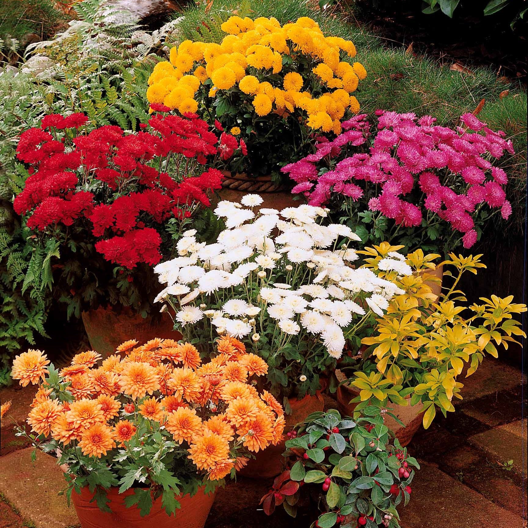 Herbst-Chrysanthemen Mischung (x3) - Dendranthema indicum