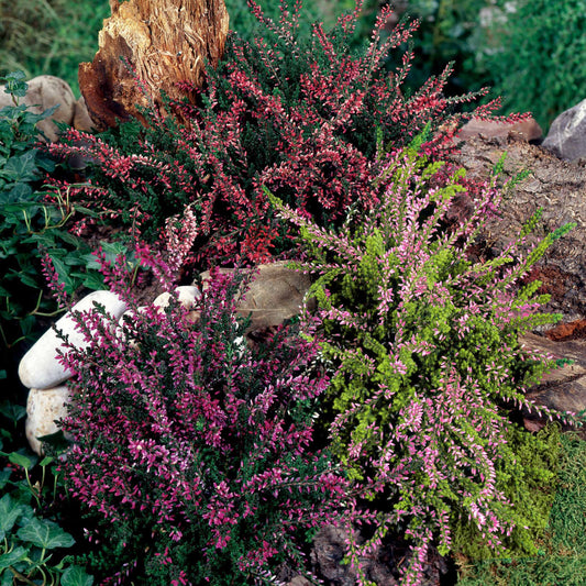 Heidekraut Mischung (2 rot + 2 rosa + 2 gelbblättrig) (x6) - Calluna vulgaris - Gartenpflanzen