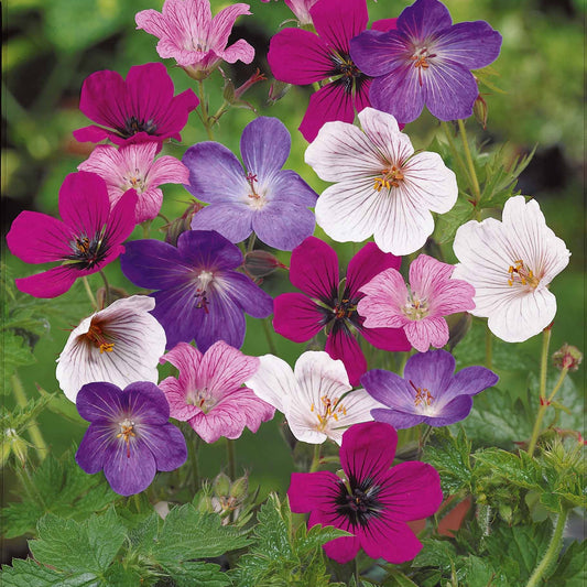 Geranien Rainbow Mischung (x5) - Geranium sanguineum rainbow - Sträucher und Stauden