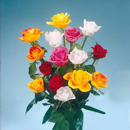 Rosen Mischung (x5) - Bakker