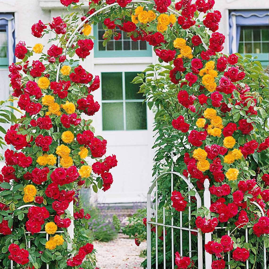 Duo Kletterrose (Vlammenspel, Paul's Lemon Pillar) (x2) - Bakker