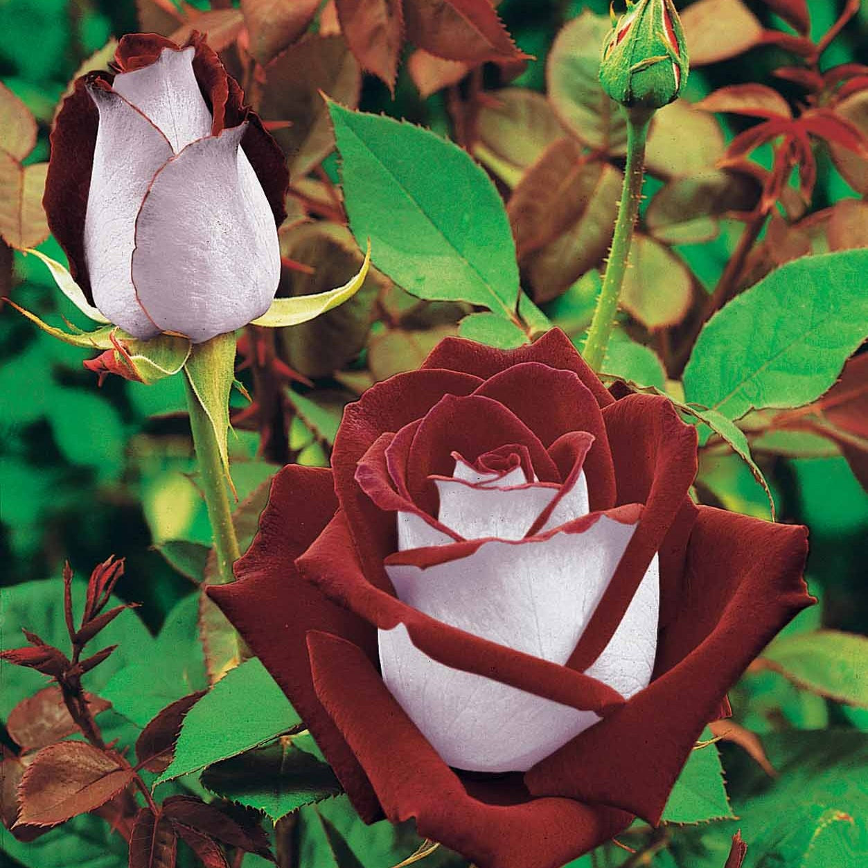 Strauchrosen Mischung (Osiria, Famosa, Double Deli) (x3) - Rosa 'osiria', 'famosa','double delight' - Bakker