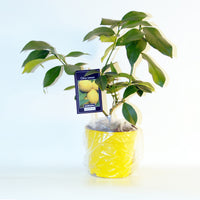 Sammlung von Kumquat und Zitronenbäumen (x2)