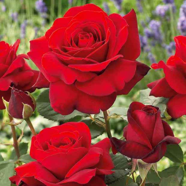 Strauchrosen Mix 5 Stück - Winterharte Rosen Für Garten & Beet