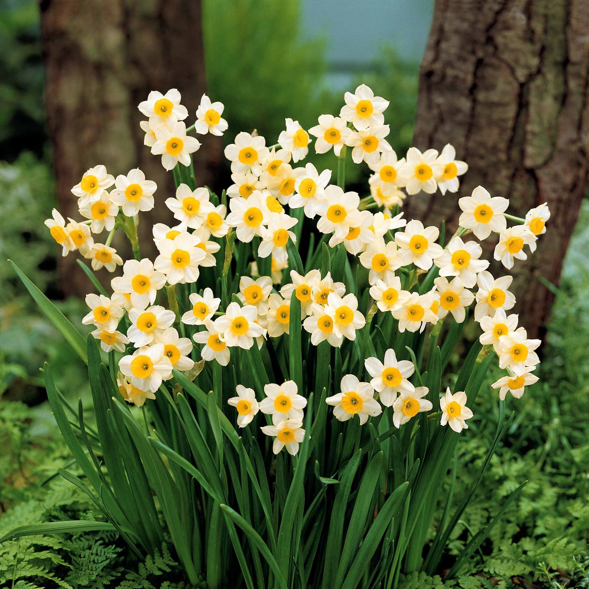 Narzissen-Zwiebeln - Kollektion mini Narzissen (x30) - Narcissus 'jet fire', 'rip van winkle','tête à têt