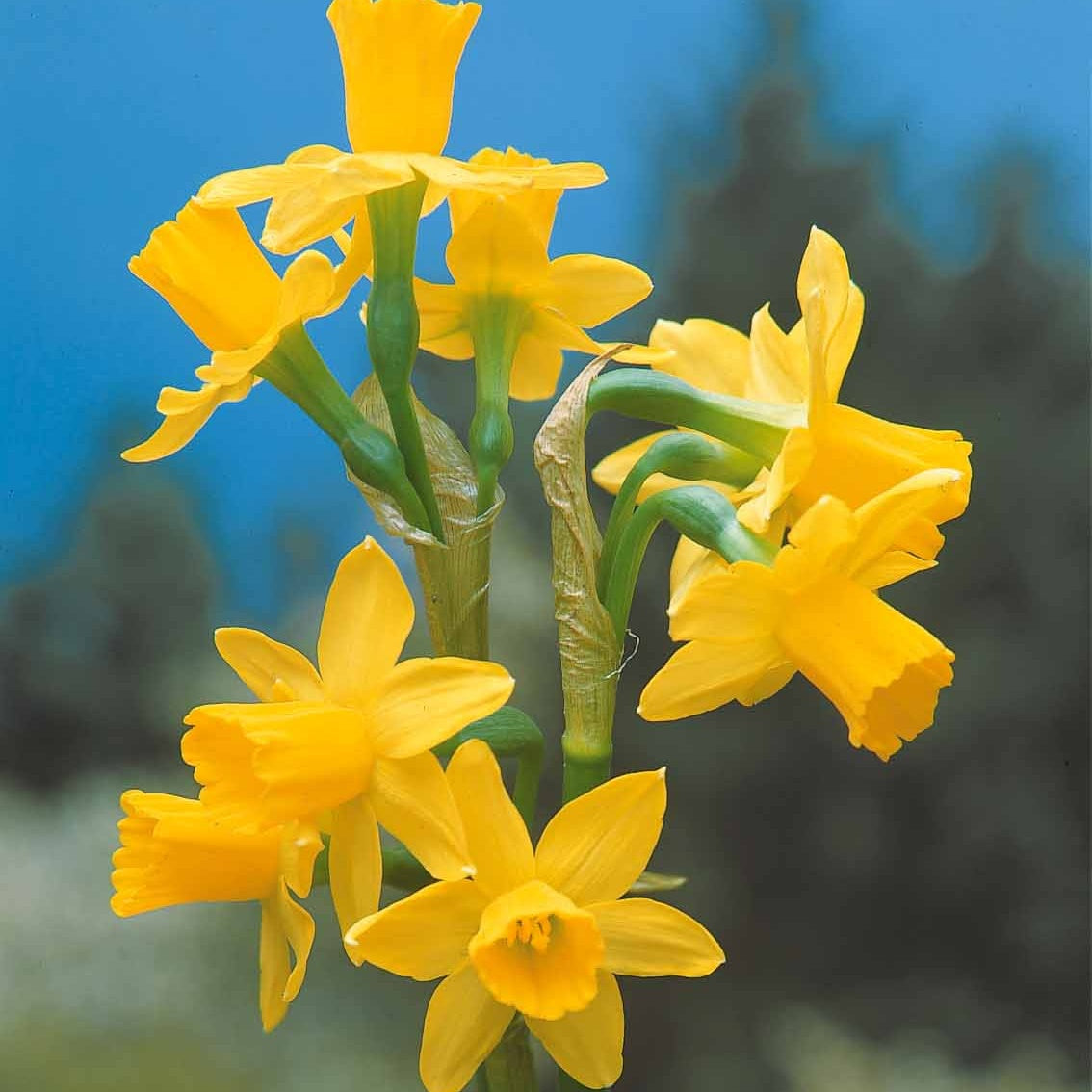 Verkauf Kollektion mini Narzissen (x30) - Narcissus 'jet fire', 'rip van winkle','tête à têt