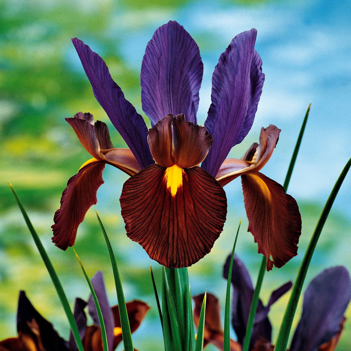 Holländische Schwertlilien Mischung (x40) - Iris hollandica frans hals, rosario, tiger eyes, b - Bakker