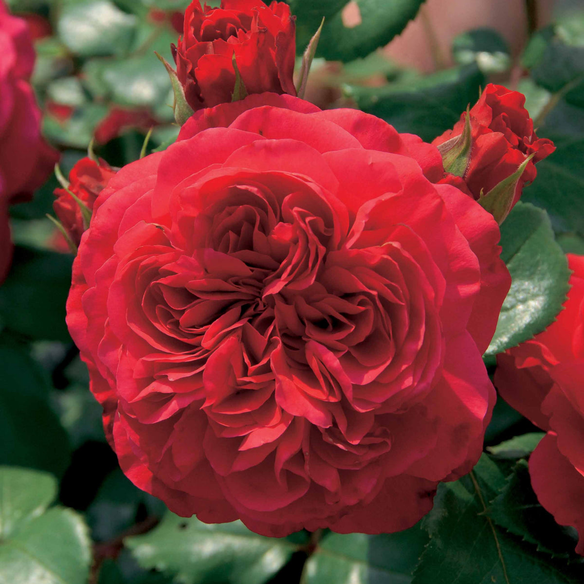 Floribunda-Rosen Kollektion (x2) - Rosa floribunda red leonardo da vinci, leonardo da - Bakker