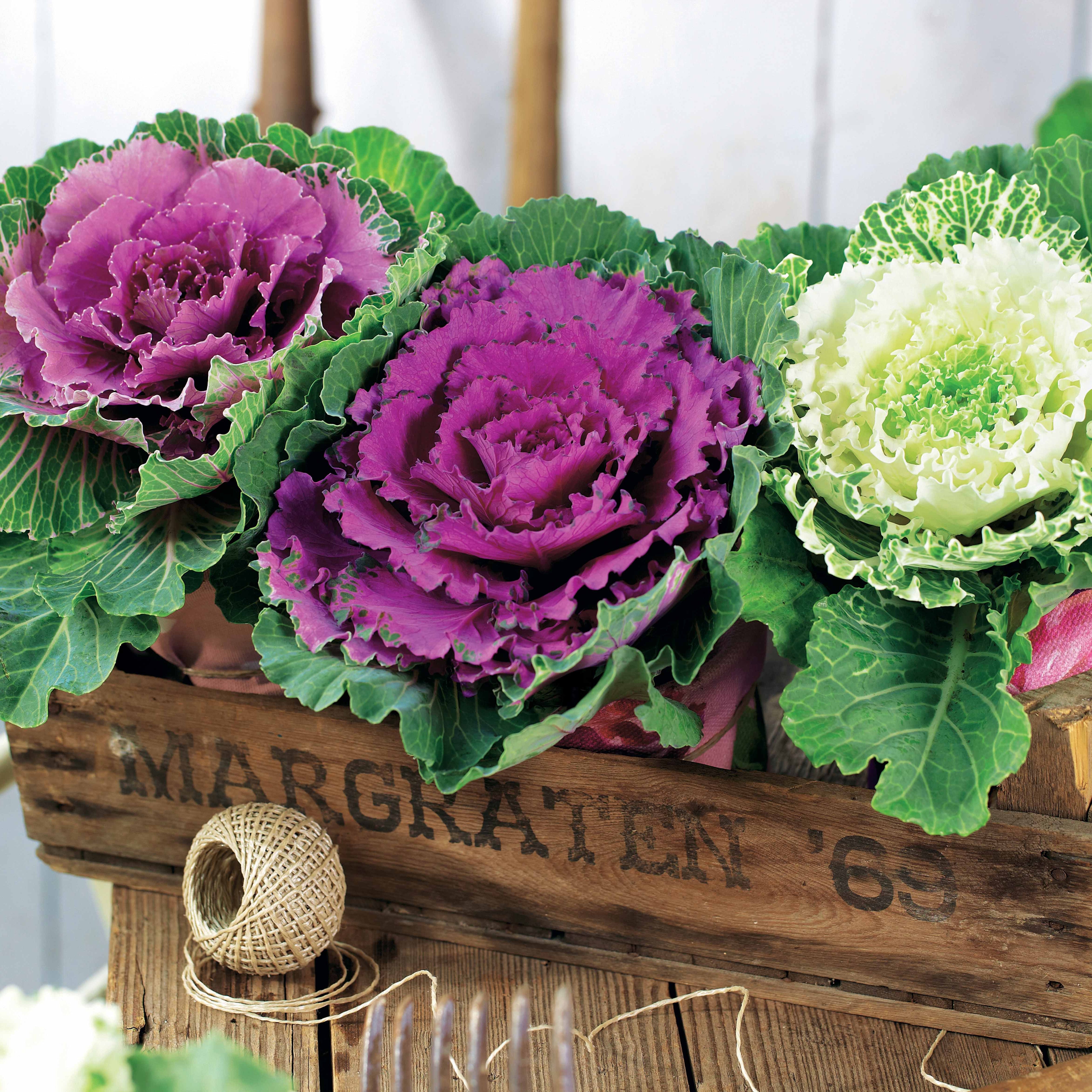 Zierkohl in Mischung (x3) - Brassica