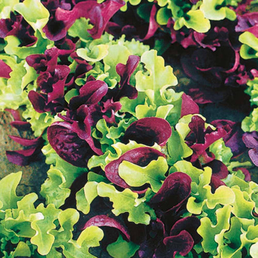 Kleinblättrige Salat Mischung - Bakker