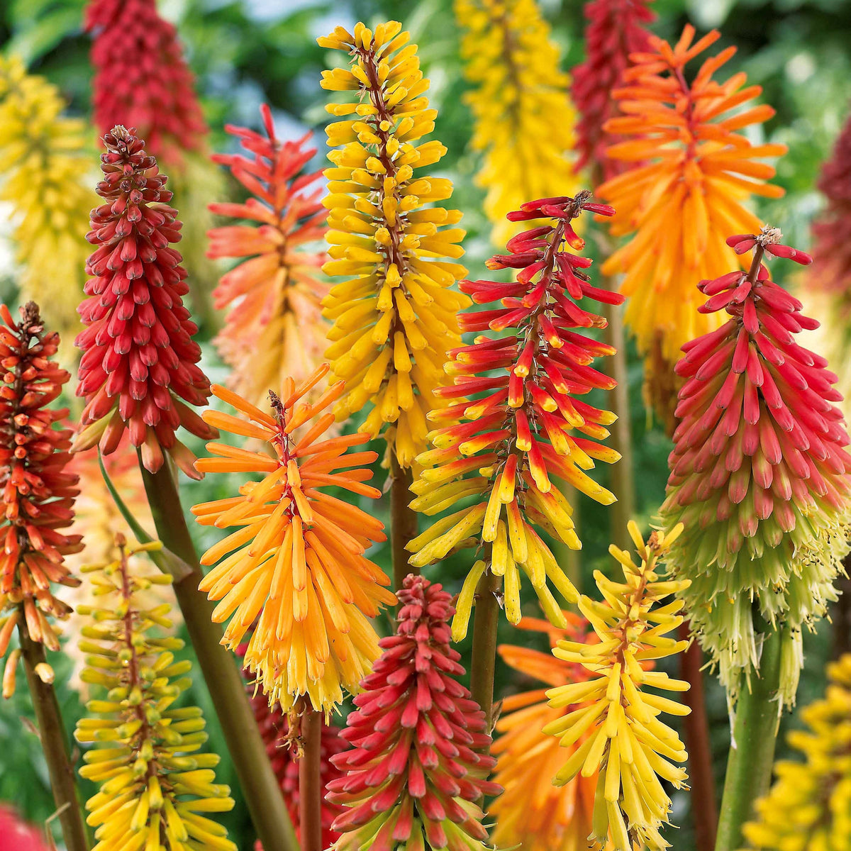 Raketenblumen Mischung (x3) - Bakker