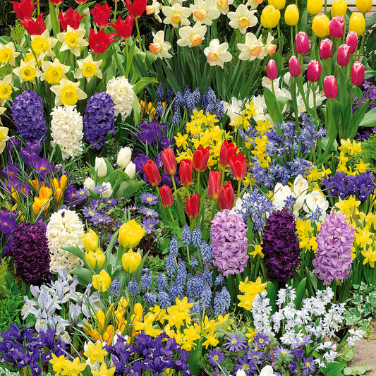 Frühlingsblumenzwiebel Mischung (x200) - Bakker