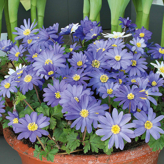 Anemone blanda blau (x30) - Anemone blanda blue shades - Blumenzwiebeln Frühlingsblüher