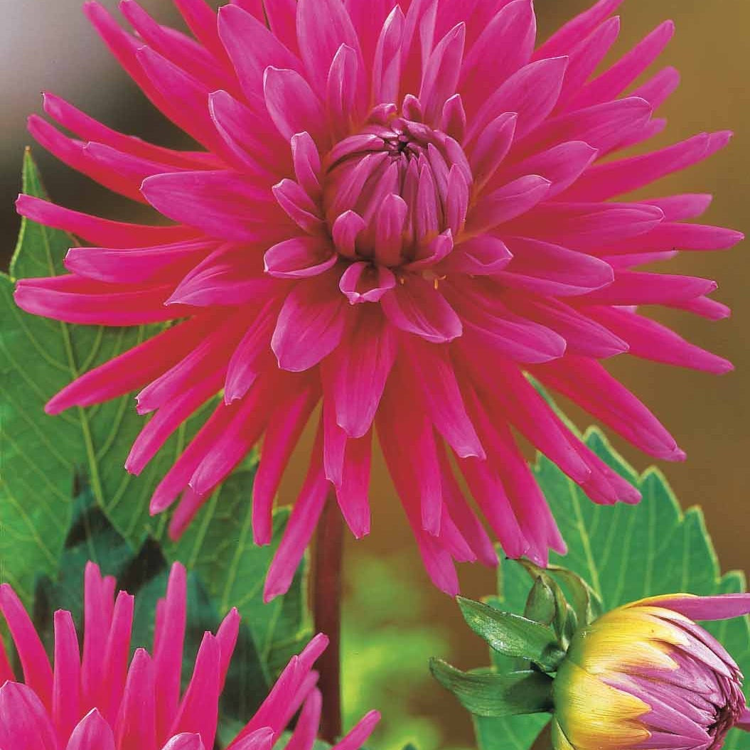 Blumenzwiebeln Kaktus-Dahlien Mischung (x8) - Dahlia 'haley jane', 'purple  gem', 'oiseau de feu'