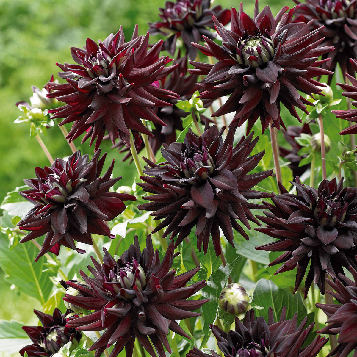 Dahlien-Zwiebeln - Kaktus-Dahlien Mischung (x8) - Dahlia 'haley jane', 'purple gem', 'oiseau de feu'