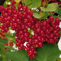 Sammlung Johannisbeere und Rote Johannisbeere am Stiel. (x2) - Ribes rubrum, nigrum