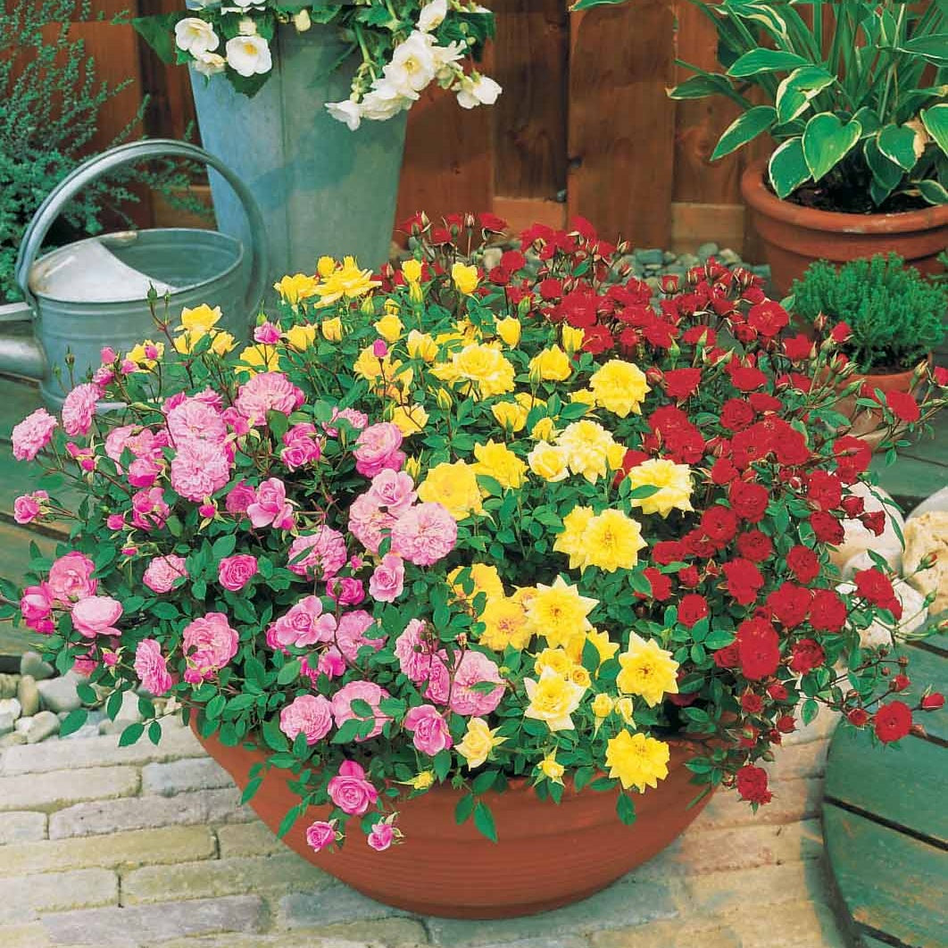 Balkon Rosen Mischung