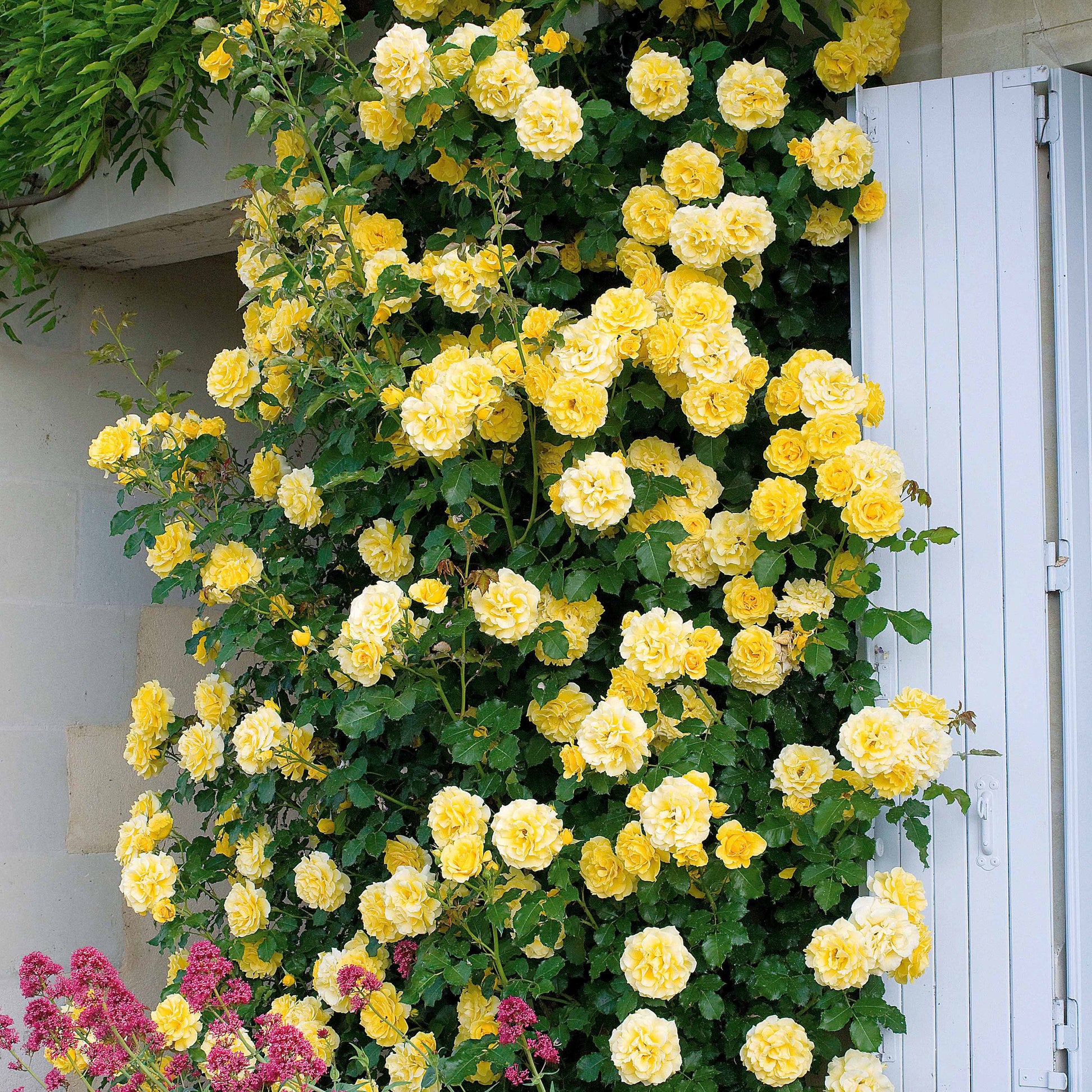 Verkauf Kletterrosen Mischung (Ronsard, Golden Gate, Santana) (x3) - Rosa 'golden gate', 'santana', 'ronsard'