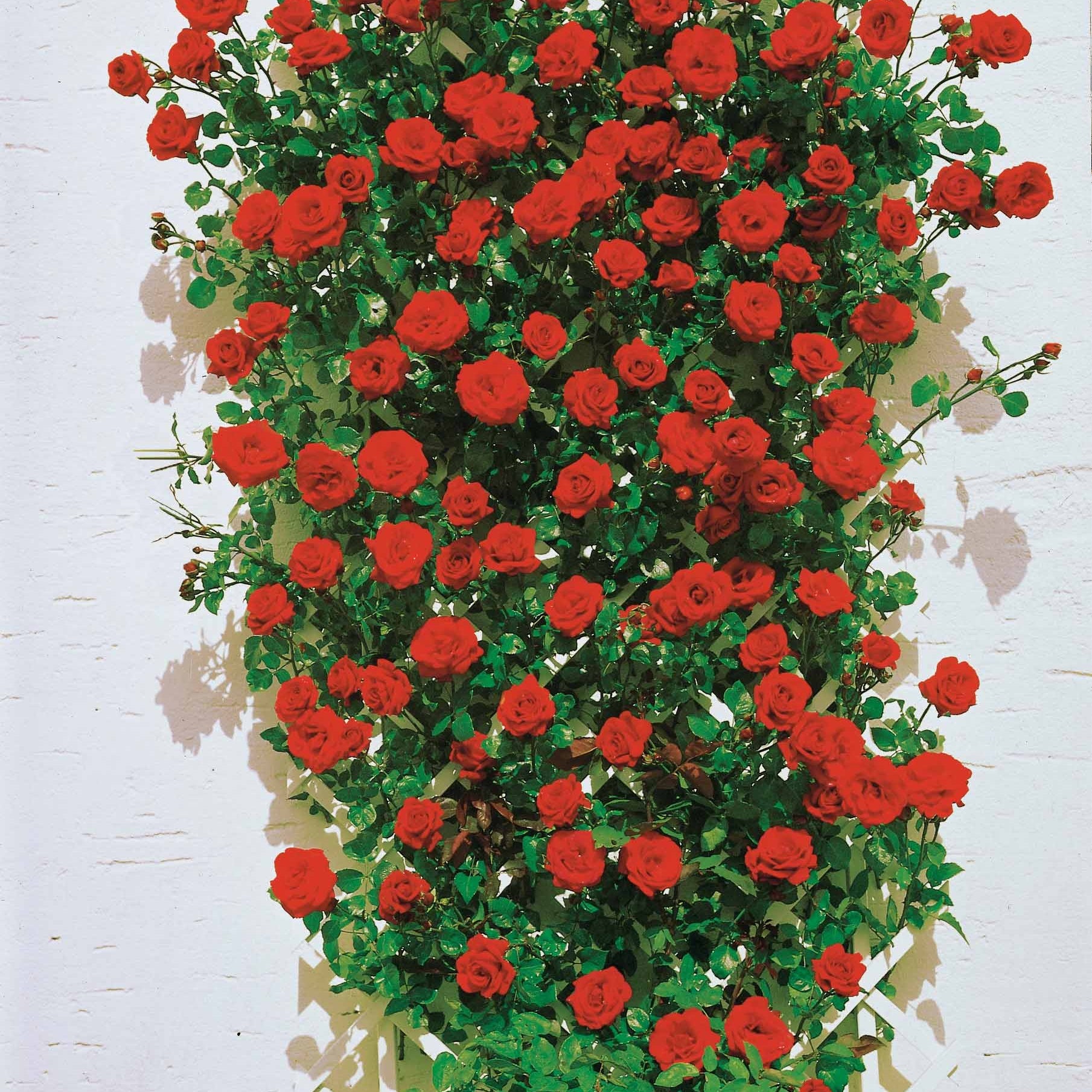 Rosa 'golden gate', 'santana', 'ronsard' - Kletterrosen Mischung (Ronsard, Golden Gate, Santana) (x3) - Kletterrosen