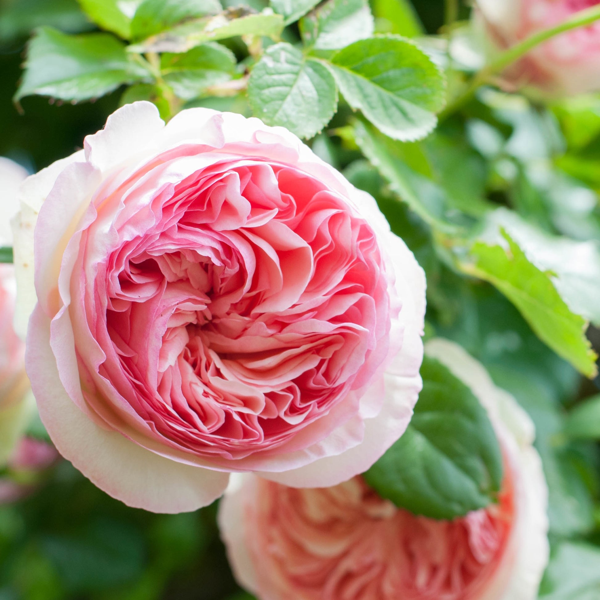 Kletterrosen Mischung (Ronsard, Golden Gate, Santana) (x3) - Kletterrosen - Bakker