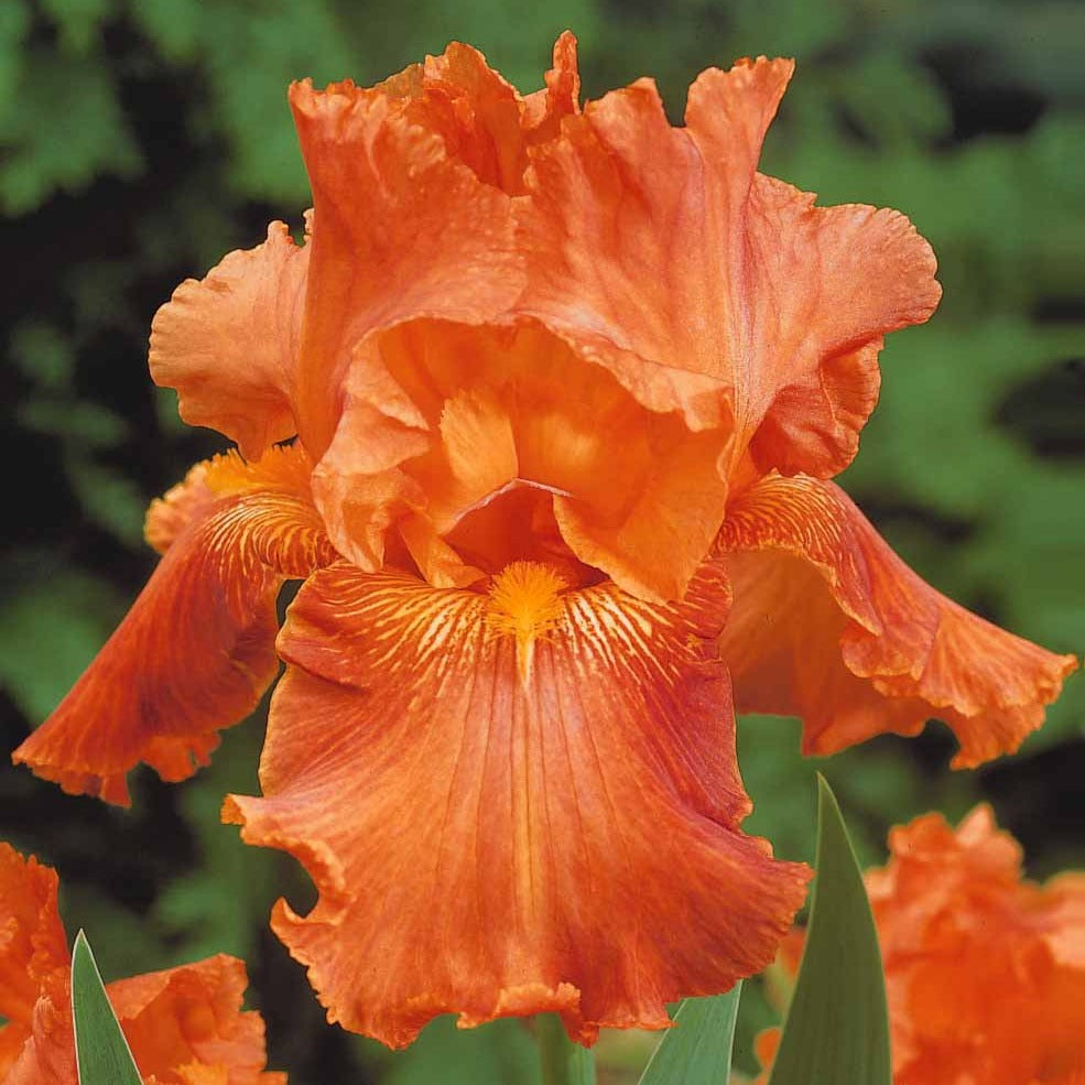 Bartiris Mischung (x6) - 2iris profondeur de champ (depht of field) + 2 ir 