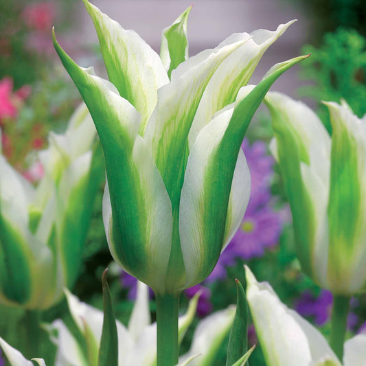 Lilienblütige Tulpe 'Greenstar' (x10) - Tulipa greenstar - Blumenzwiebeln