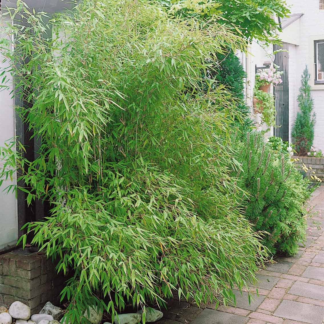 Phyllostachys-Bambus-Kollektion (x3) - Phyllostachys bissetii, aureosulcata  Aureocaulis, Fargesia scabrida Asian Wonder