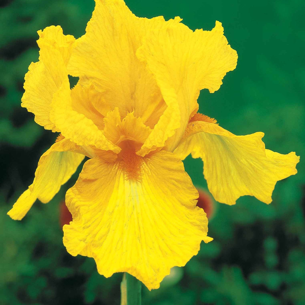 Sammlung von Garten-Iris: Lasso, Bordure, Sangreal. (x6) - Iris germanica (2 lasso, 2 bordure, 2 sangreal) - Bakker