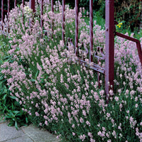 Sammlung von weißem und rosa Lavendel (x4) - Lavandula angustifolia alba, rosea - Lavendula
