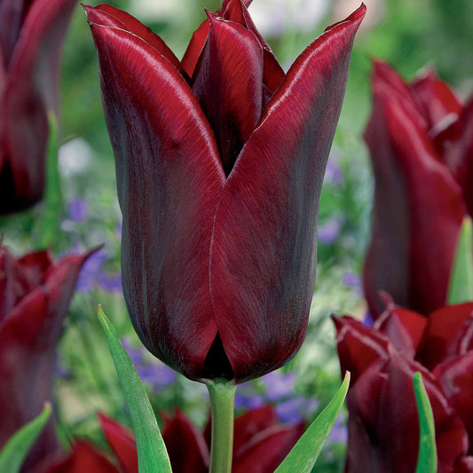 Lilienblütige Tulpe 'Lasting Love' (x10) - Tulipa lasting love - Blumenzwiebeln
