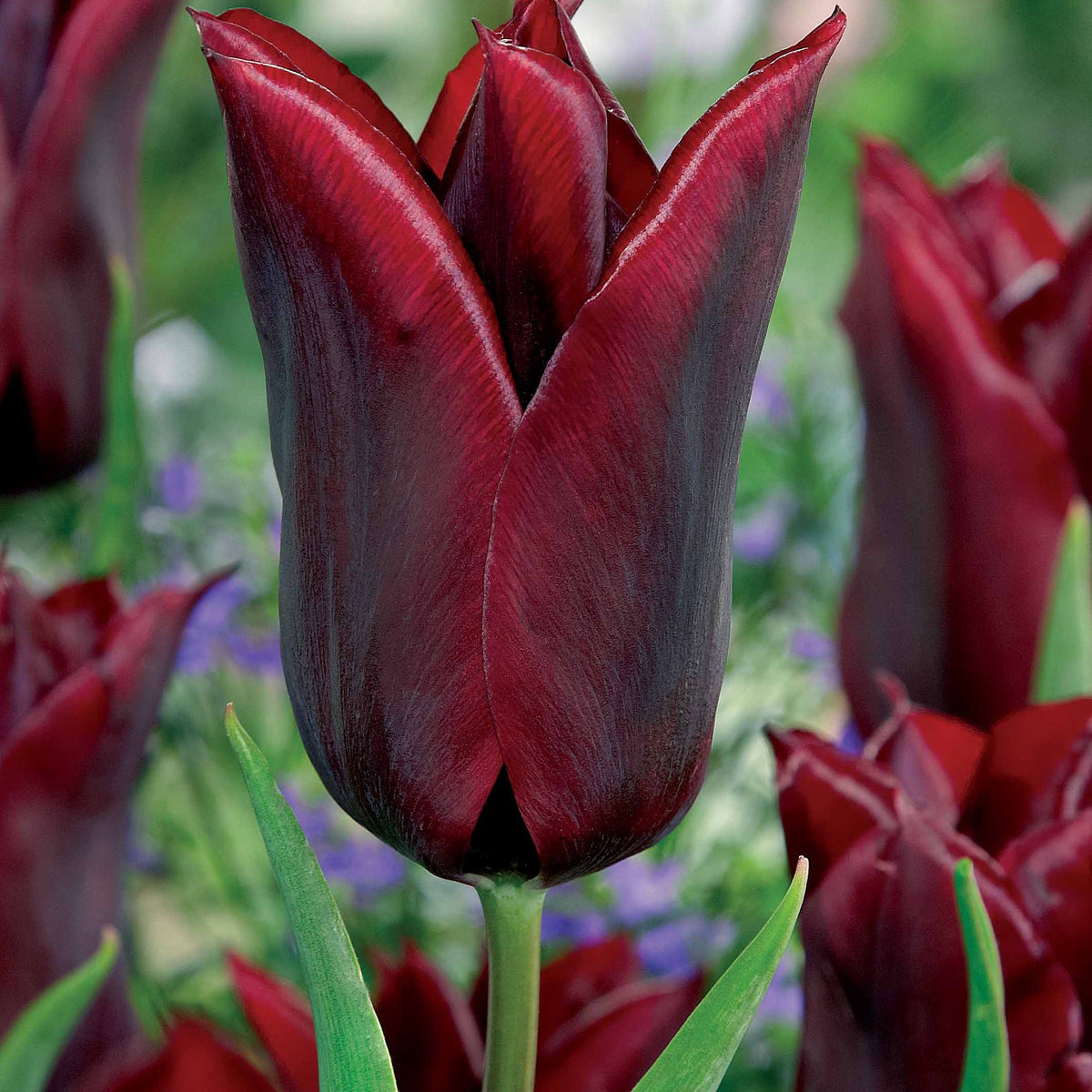 Lilienblütige Tulpe 'Lasting Love' (x10) - Bakker