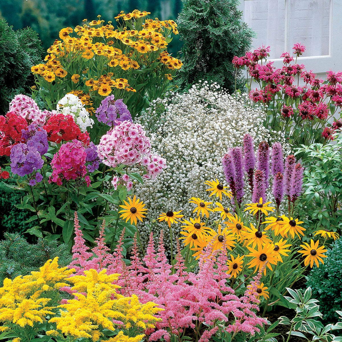 Stauden-Kollektion (x15) - Helenium, Monarda, Phlox paniculata, Rudbeckia Goldstrum, Gypsophila paniculata, Liatris spicata, Solidago, Astilbe - Bakker