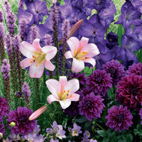 Sommerblumenzwiebel Mischung (x29) - Liatris, freesias,lis longiflorum,dahlia,gladiolus - Blumenzwiebeln Sommerblüher