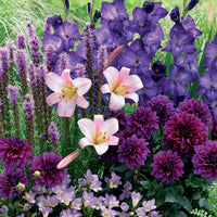 Sommerblumenzwiebel Mischung (x29) - Liatris, freesias,lis longiflorum,dahlia,gladiolus