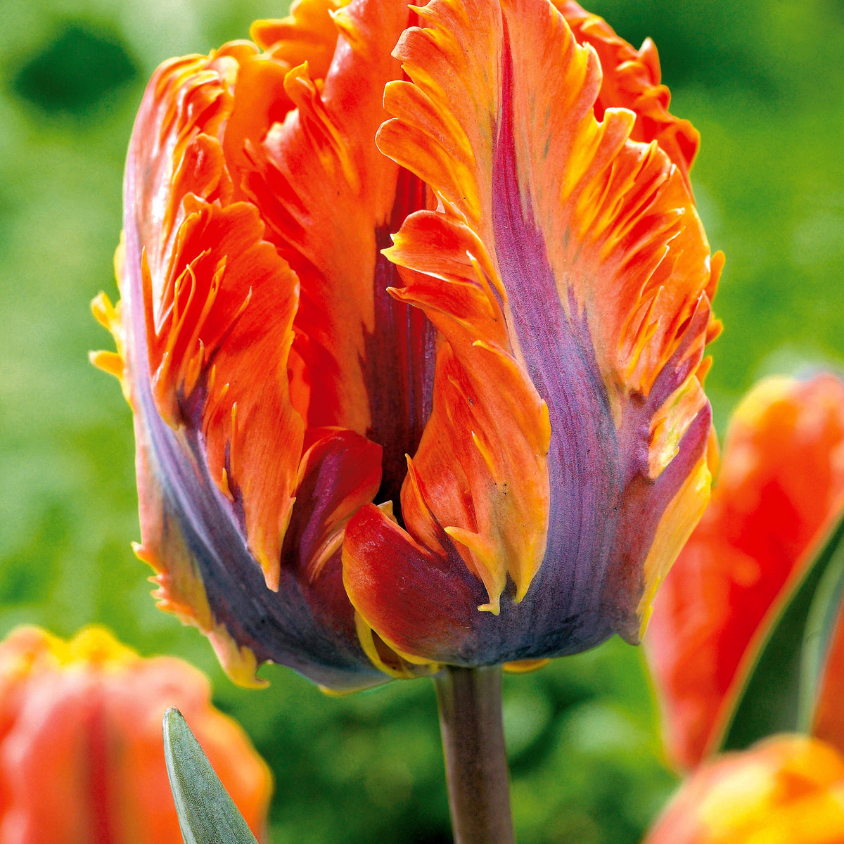 Papagei-Tulpen Kollektion (x24) - Tulipa Princesse Irene, Black Parrot, Apricot Parrot - Bakker
