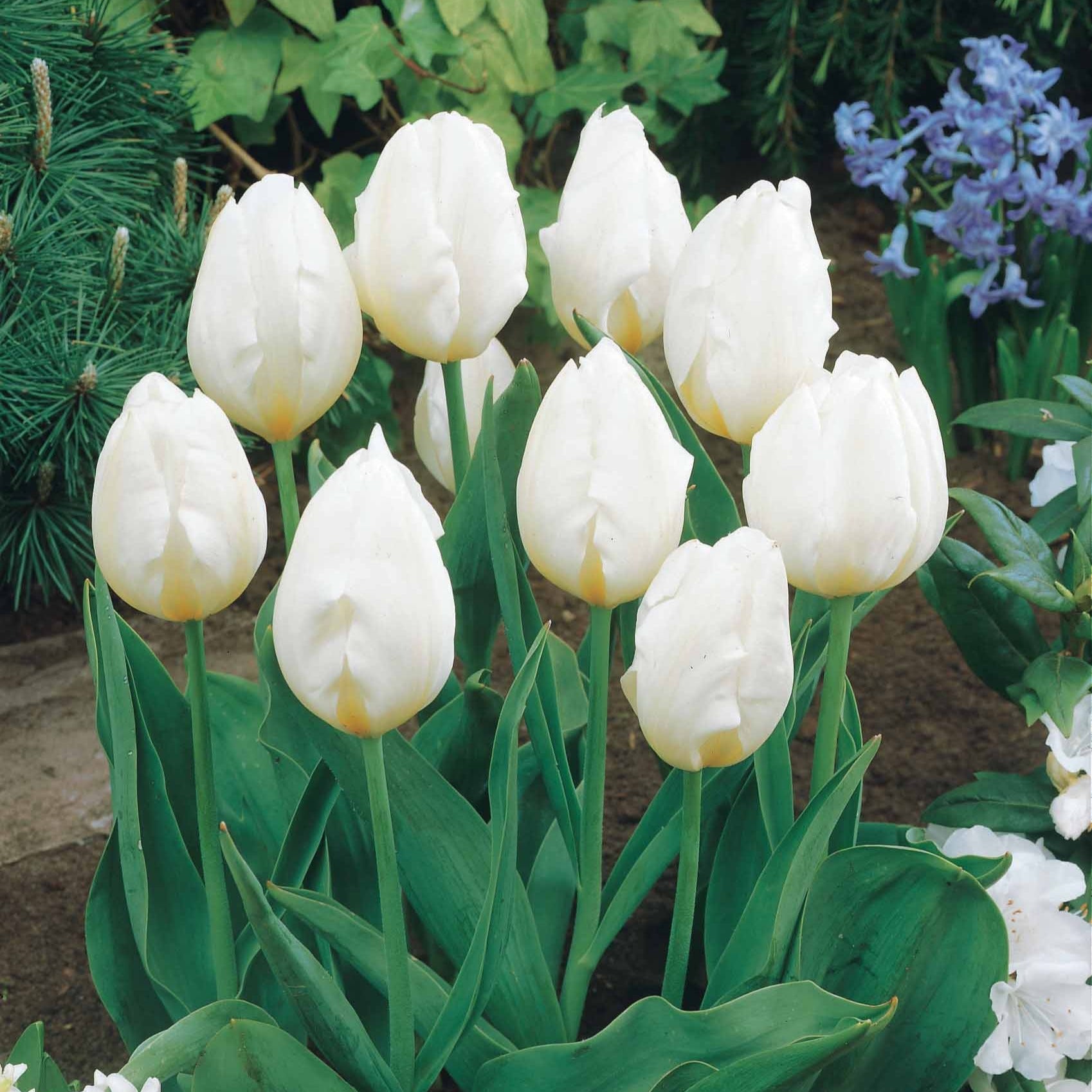 Kollektion langstielige Tulpen (x20) - Tulipa - Bakker