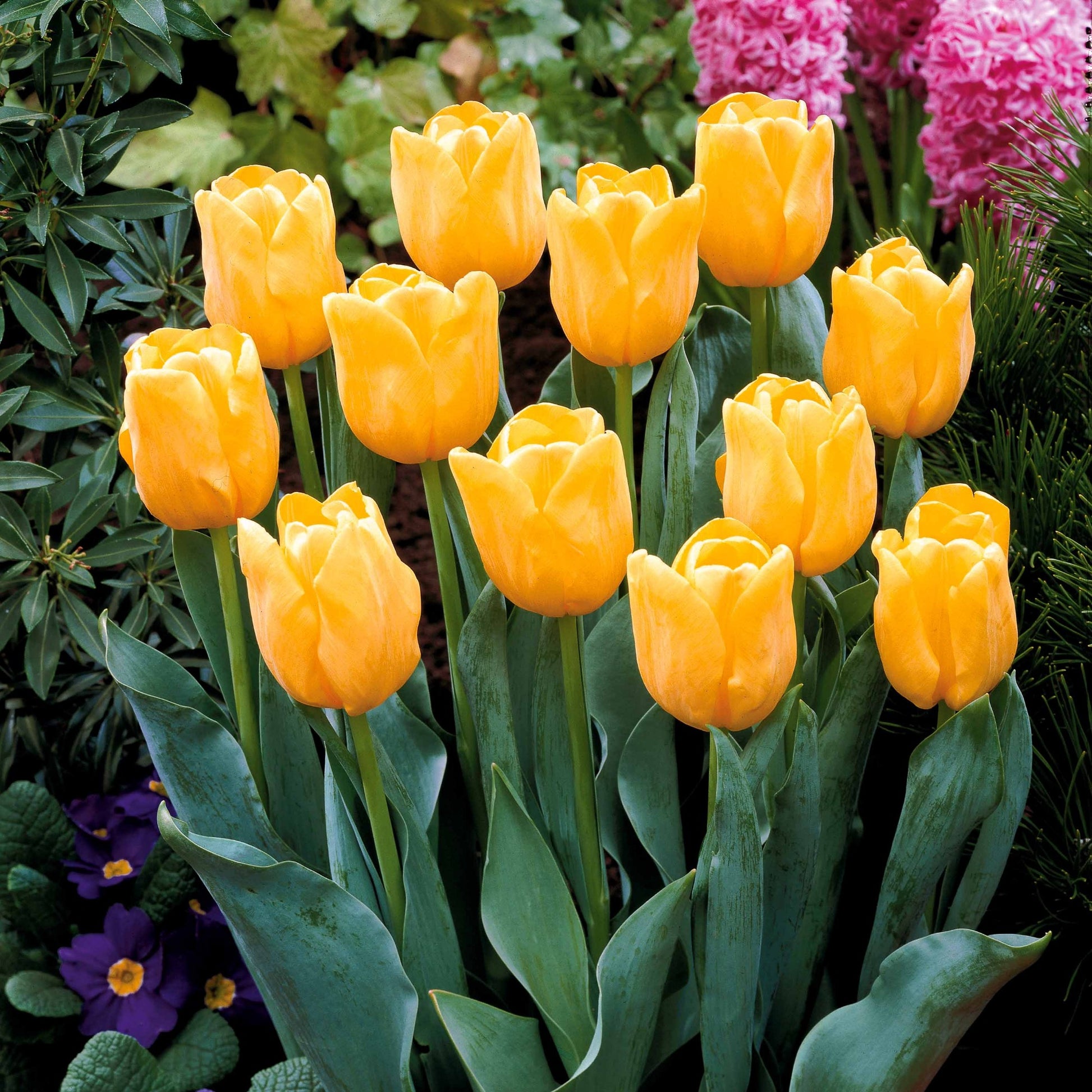 Tulpen-Zwiebeln - Kollektion langstielige Tulpen (x20) - Tulipa