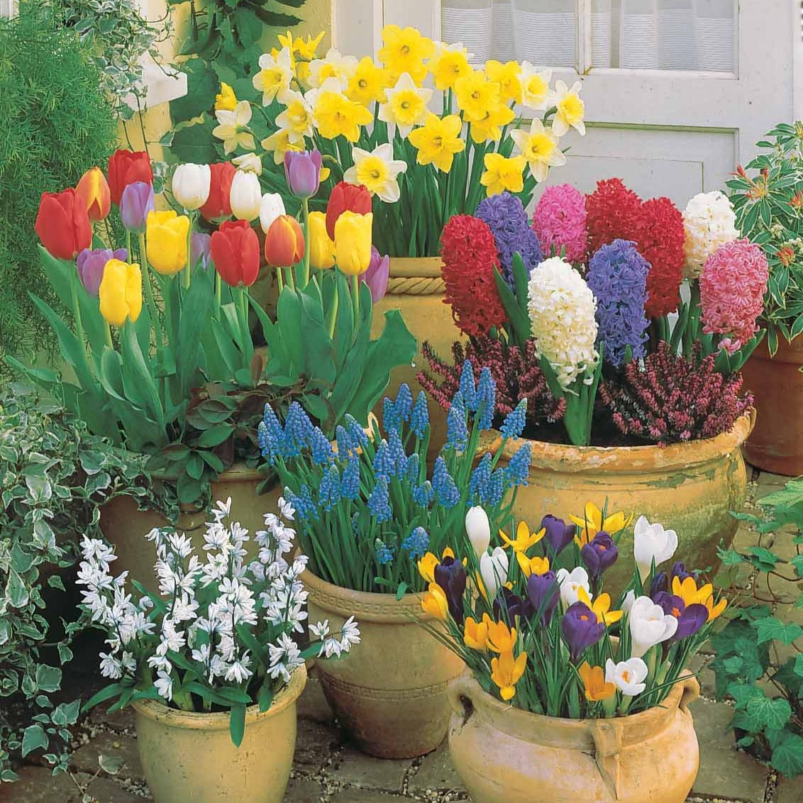 Blumenzwiebeln Zwiebeln-Kollektion Terrasse & Garten (x75) - Tulipa,  Narcissus, Hyacinthus, Crocus, Muscaris, Puschkinia