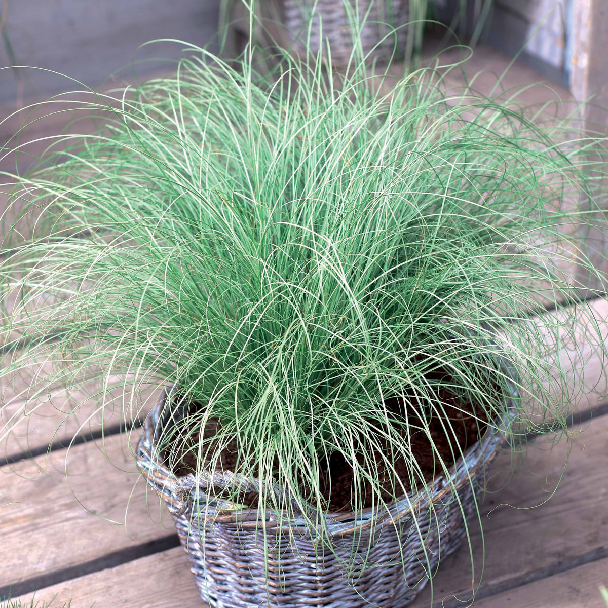 Carex oshimensis Evergreen, Sedum Blue Pearl, Imperata cylindrica Red Baron, Gaura lindheimeri Whirling Butterflies - Stauden-Kollektion mit besonderen Blättern (x7) - Stauden