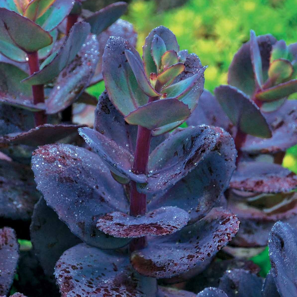 Stauden-Kollektion mit besonderen Blättern (x7) - Carex oshimensis Evergreen, Sedum Blue Pearl, Imperata cylindrica Red Baron, Gaura lindheimeri Whirling Butterflies - Bakker