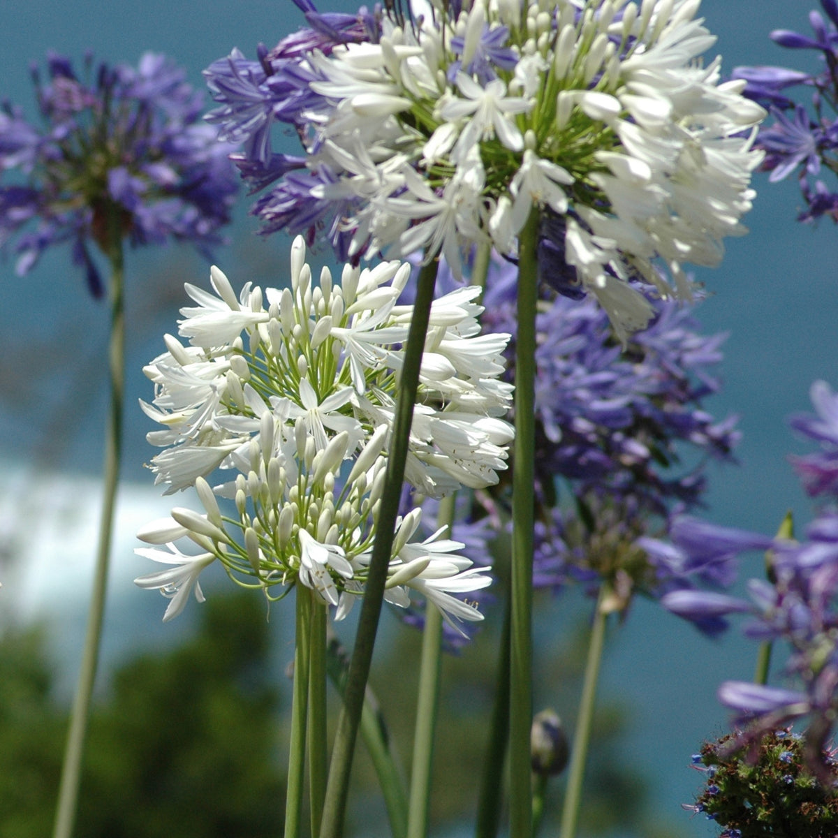 Gaura lindheimeri whirling butterflies , agapanthus umbellatus - Stauden-Kollektion für Garten & Topf (x7) - Pflanzenpakete für Terrassen und Balkone