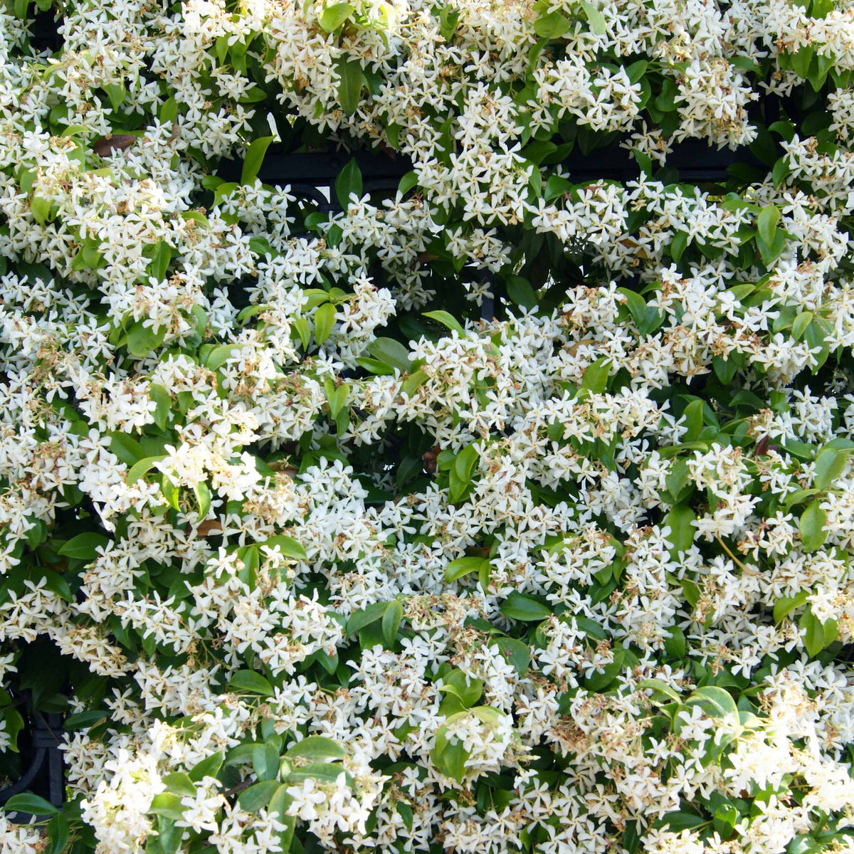 Clematis montana Mayleen , Trachelospermum jasminoides, Wisteria frutescens Amethyst Falls - Kletterpflanzen-Kollektion mit reicher Blüte (x3) - Sternjasmin - Trachelospermum